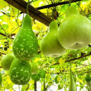 Gourde pèlerine, courge bouteille, Lagenaria siceraria, graines de gourde pèlerine, semences courge bouteille, graines de lagenaria siceraria
