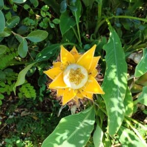 Musella lasiocarpa, Bananier nain chinois, fleur de musella lasiocarpa, graines Musella lasiocarpa, graines Bananier nain chinois