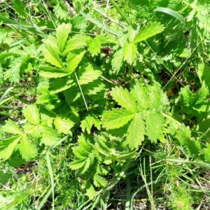 Vue générale d'Agrimonia eupatoria, Feuillage d'Agrimoine eupatoire, Graines d'Agrimonia eupatoria, Graines d'Agrimoine eupatoire