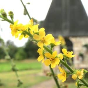 Agrimonia eupatoria en fleur, Fleurs d'Agrimoine eupatoire, Graines d'Agrimonia eupatoria, Graines d'Agrimoine eupatoire