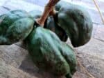 Fruits de Cola acuminata, Cabosse de Kola, Graines de Cola acuminata, Noix de Cola, Semences de Kolatier