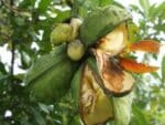 Cola acuminata, Cabosse de Kola sur pied, Graines de Cola acuminata, Noix de Cola, Semences de Kolatier