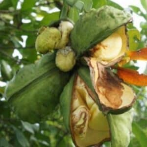 Cola acuminata, Cabosse de Kola sur pied, Graines de Cola acuminata, Noix de Cola, Semences de Kolatier