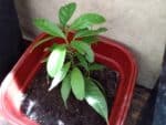 Culture de Cola acuminata, Pot de Kolatier, Plant de Colatier