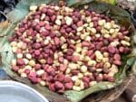 Graines de Cola acuminata, Noix de Cola, Semences de Kolatier