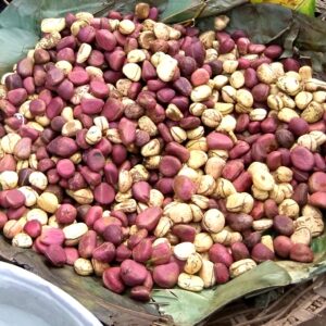 Graines de Cola acuminata, Noix de Cola, Semences de Kolatier