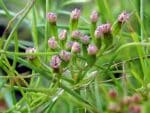 Cuminum cyminum, Infrutescence du Cumin