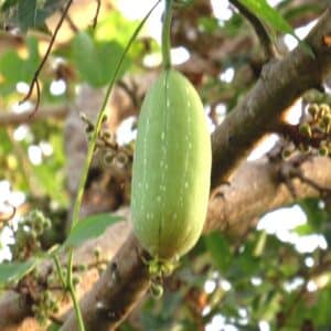 Fruit de Luffa aegyptiaca, Courge éponge à graines blanches sur pied