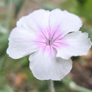 Lychnis coronaria 'Oculata' en fleur, Détails d'une fleur de Coquelourde Angel's Blush, graines de Lychnis coronaria Oculata, Semences de Coquelourde Angel's Blush