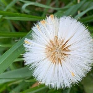 Fructification de Tussilago farfara, Détails du fruit du Tussilage, Graines de Tussilago farfara, Graines de Tussilage