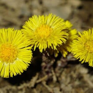 Floraison de Tussilago farfara, Fleurs du Tussilage, Graines de Tussilago farfara, Graines de Tussilage
