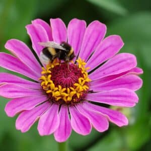Fleur mellifère de Zinnia elegans, Détails d'une fleur de Zinnia élégant