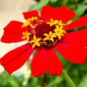Détails d'une fleur de Zinnia elegans, Fleur rouge de Zinnia élégant