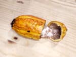 cabosse de cacao, fruit de cacao, cabosse ouverte, fruit de cacaoyer, fèves de cacao
