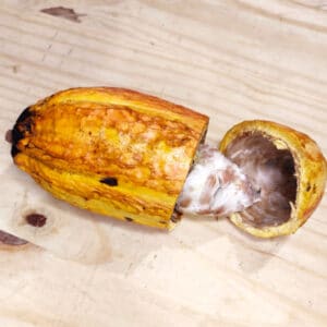 cabosse de cacao, fruit de cacao, cabosse ouverte, fruit de cacaoyer, fèves de cacao
