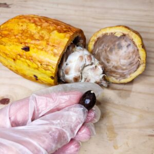 cabosse et fèves de cacao, fruit de cacao, cabosse ouverte, fruit de cacaoyer, fèves de cacao