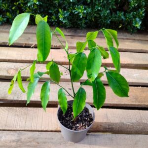Plant de Castanospermum australe, Plant de Chataigner australien, plant de Chataigner de Morton, acheter un plant de Castanospermum australe