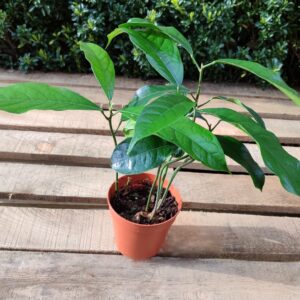 Plants de Kolatier, Plants de Cola acuminata, acheter un kolatier, kolatier en pot