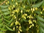 Fructification d'Azadirachta indica, Fruits et feuilles de Neem, graines d'Azadirachta indica, Graines de Neem