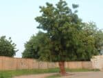 Vue globale d'Azadirachta indica, Vue générale du Neem, graines d'Azadirachta indica, Graines de Neem