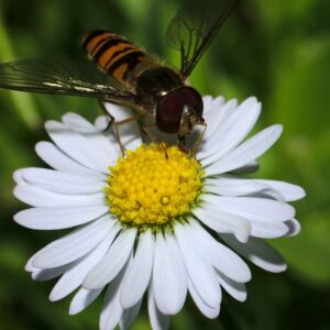 Fleur mellifère de Bellis perennis, Fleur pollinifère de Pâquerette, Graines de Bellis perennis, Graines de Pâquerette, semences de Pâquerette sauvage