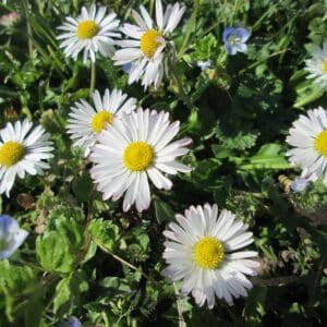 Bellis perennis en fleur, Vue générale de Pâquerette, Graines de Bellis perennis, Graines de Pâquerette, semences de Pâquerette sauvage