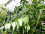 Feuillage de Camptotheca acuminata, Feuilles de l'Arbre du bonheur