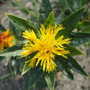 Détails d'une fleur de Carthamus tinctorius, Fleur de Carthame des teinturiers, Fleur de Carthamus tinctorius, Graines de Carthame des teinturiers