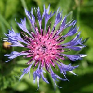 Fleur de Centaurea montana, Détails d'une fleur de Centaurée des Montagnes, Graines de Centaurea montana, Graines de Centaurée des montagnes
