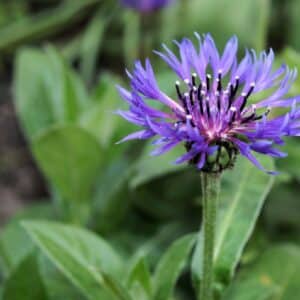 Floraison de Centaurea montana, Détails d'une fleur de Centaurée des Montagnes