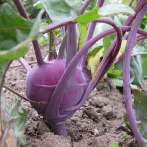 Chou-rave violet en culture, Récolte de Brassica oleraceae ‘Delikatess Blauer’, Graines de Chou-rave violet