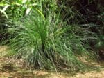 Pied de Chrysopogon zizanoides, Culture de Vétiver