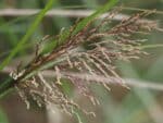 Chrysopogon zizanoides, Inflorescence du Vétiver