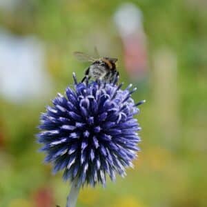 Floraison d'Echinops, Fleur de Chardon boule, Graines d'EChinops