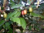 Fructification d'Elaeagnus submacrophylla, Feuilles et fruits du Chalef d'Ebbing, Graines d'Elaeagnus submacrophylla, Graines d'Elaeagnus ebbingei Graine de Chalef d'Ebbing