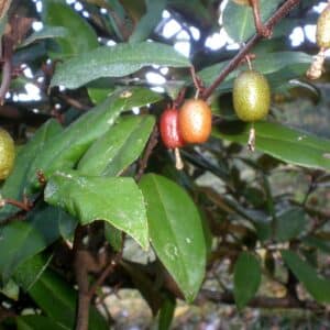 Fructification d'Elaeagnus submacrophylla, Feuilles et fruits du Chalef d'Ebbing, Graines d'Elaeagnus submacrophylla, Graines d'Elaeagnus ebbingei Graine de Chalef d'Ebbing