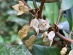 Graines d'Elaeagnus submacrophylla, Graines d'Elaeagnus ebbingei Graine de Chalef d'Ebbing