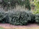 Culture d'Elaeagnus submacrophylla, Vue générale du Chalef d'Ebbing, Graines d'Elaegnus submacrophylla, Graines de Chalef d'Ebbing