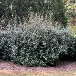 Culture d'Elaeagnus submacrophylla, Vue générale du Chalef d'Ebbing, Graines d'Elaegnus submacrophylla, Graines de Chalef d'Ebbing