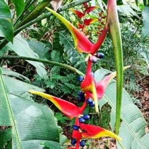Heliconia platystachys 'Sexy Orange' - Fleurs et fruits du Faux oiseau du paradis, Graines d'Heliconia platystachys 'Sexy Orange'
