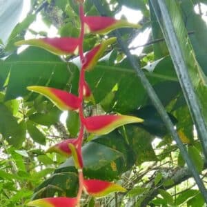 Heliconia platystachys 'Sexy Orange', Inflorescence du Faux oiseau du paradis, Graines d'Heliconia platystachys 'Sexy Orange'