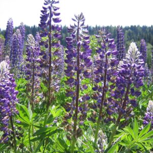 Culture de Lupinus polyphyllus, Champ de Lupin des jardins, Culture de Lupinus polyphyllus - Champ de Lupin des jardins (CC BY-SA 4.0 - Florian Straub)