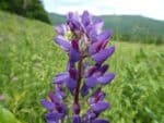 Fleur de Lupinus polyphyllus, Détails d'une fleur de Lupin des jardins en fleur, Graines de Luponus polyphyllus, Graines de Lupin des jardins