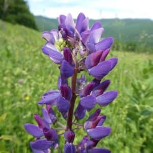 Fleur de Lupinus polyphyllus, Détails d'une fleur de Lupin des jardins en fleur, Graines de Luponus polyphyllus, Graines de Lupin des jardins