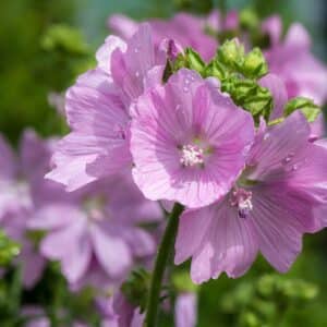 Floraison de Malva moschata, Fleurs de Mauve musquée