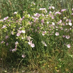 Graines de Malva moschata, Vue générale de Mauve musquée, Graines de Mauve musquée