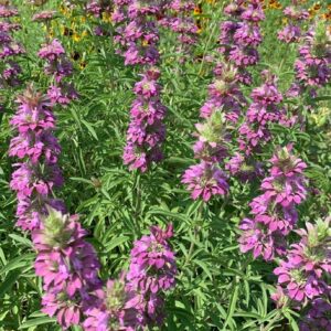 Culture de Monarda citriodora, Champ de Monarde citron (CC0 - jeanhm)