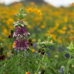 Fleurs en étages de Monarda citriodora, Feuilles et fleurs de Monarde citron, Graines de Monarda citriodora, Graines de Monarde citron