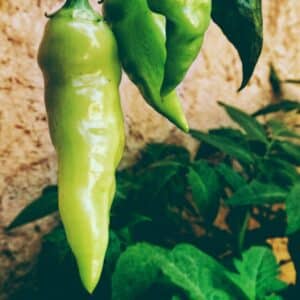 Graines de Piment Aji verde, Capsicum baccatum 'Aji verde' sur pied, Graines de Capsicum baccatum 'Aji verde'