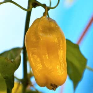 Piment Habanero Jaune, Fruit mûr de Capsicum chinense 'Habanero Yellow', Graines de Piment Habanero Jaune, Semences de Capsicum chinense Habanero Yellow